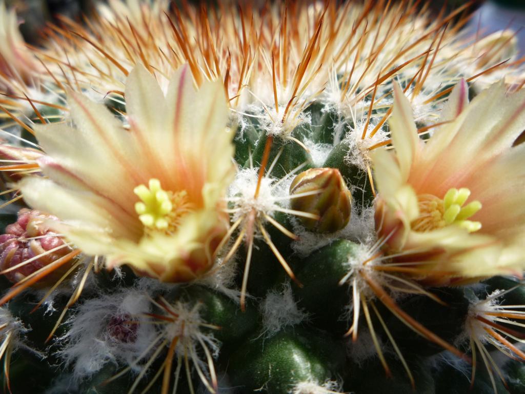 Mammillaria karwinskiana ssp beiselii